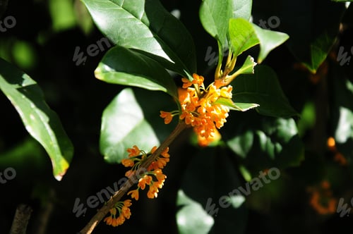 Preview: Osmanthus Fragrans (Sweet Olive)