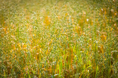 Preview: Oat Ears On Field