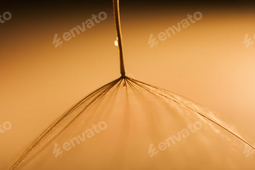 Preview: Macro, Abstract Composition With Dandelion Seed