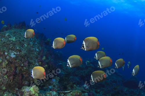 Preview: School Redtail Butterflyfish