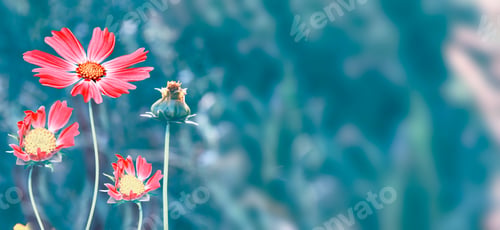 Preview: Colorful Cosmos Flowers On A Background Of Summer Landscape.