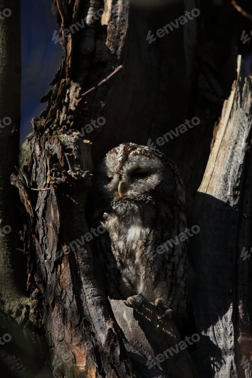 Preview: Tawny Owl Or Brown Owl (Strix Aluco) In A Hollow Tree Stump Germany