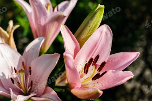 Preview: Beautiful Flowers Of White Lilium In Green Garden In Summer Day, Nature Background