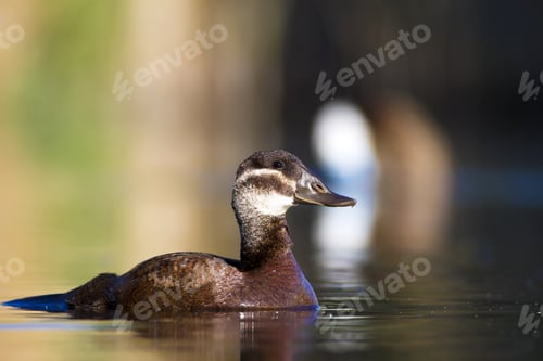 Preview: Duck Swimming In Lake. Cute White Headed Duck. Nature Colors Background. White Headed Duck Oxyura