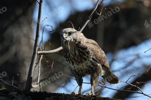 Preview: Common Buzzard (Buteo Buteo) With Prey Mouse
