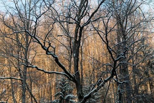 Preview: Snowy Winter Forest With Snow Covered Trees In Country
