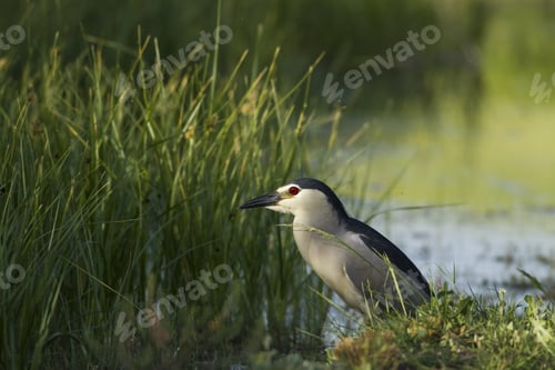 Preview: Night Heron. Green Nature Background. Bird: Black Crowned Night Heron. Nycticorax Nycticorax