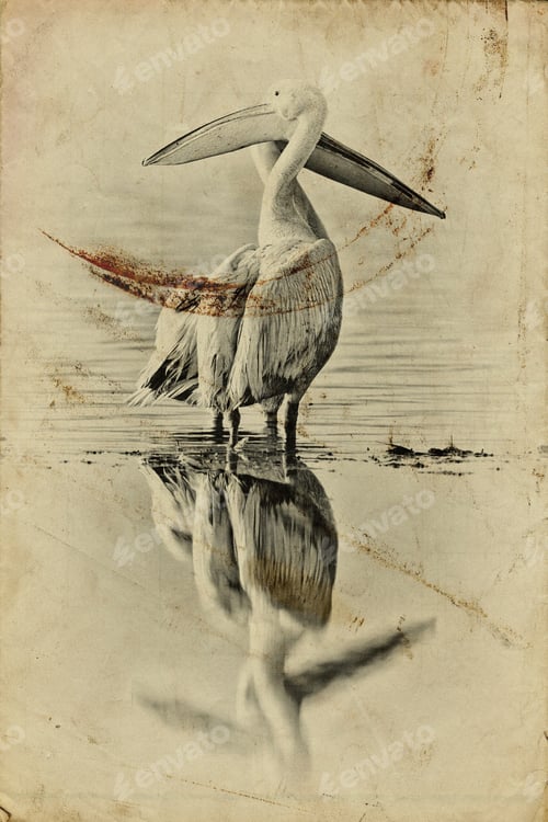 Preview: Vintage Style Image Of White Pelicans At Lake Nakuru National Park - Kenya, Africa