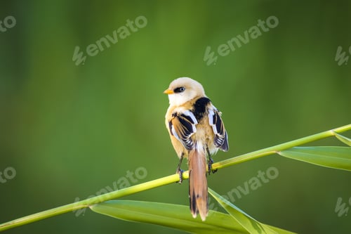 Preview: Cute Bird. Green Nature Background. Bearded Reedling / Panurus Biarmicus