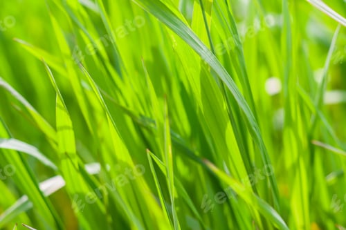 Preview: Green Cereal Young Field