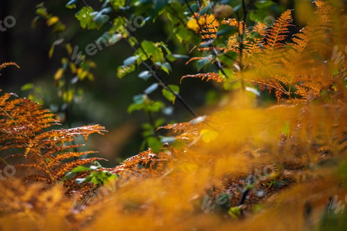 Preview: Field Of Orange Colored Fern Leaves In Autumn In Forest. Wet Day
