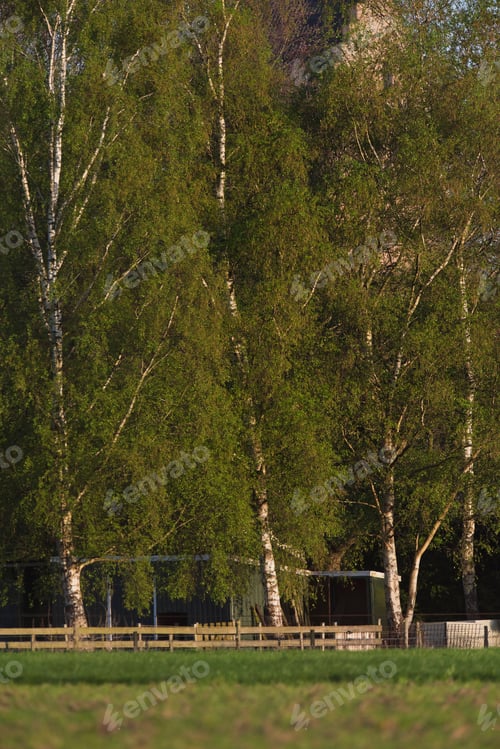 Preview: Birch Trees And Wooden Fence In Evening Sunlight During Spring.