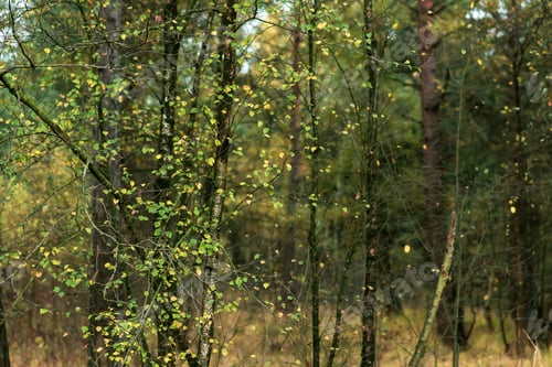 Preview: Yellow Colored Leaves Of Birches In Fall Forest.