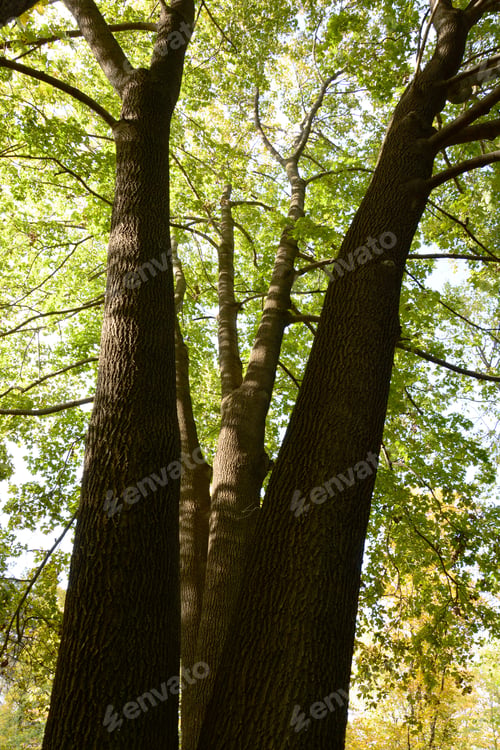 Preview: Maple Trees From Below