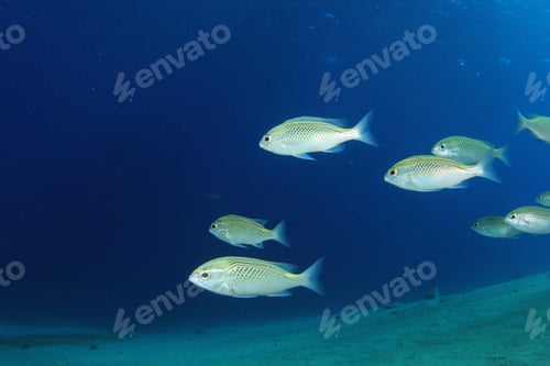Preview: School Of Fish