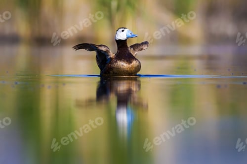 Preview: Swimming Duck. Colorful Lake Background. Bird: White Headed Duck. Oxyura Leucocephala.