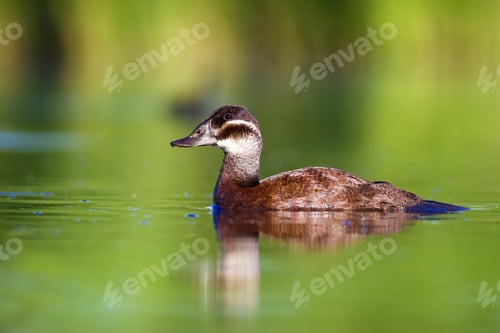 Preview: Swimming Duck. Green Lake Nature Background. Bird: White Headed Duck. Oxyura Leucocephala.