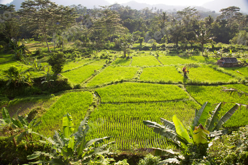 Preview: Paddy Fields Or Sawa Landscape With Growing Rice Plants