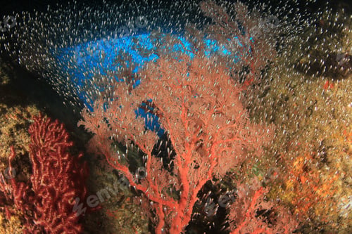 Preview: Beautiful Underwater Coral Reef And Fish
