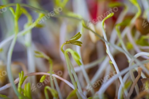 Preview: Lentil Sprouts Growing