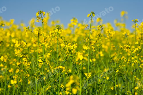 Preview: Landscape With A Rapeseed Field Under Clear Blue Sky