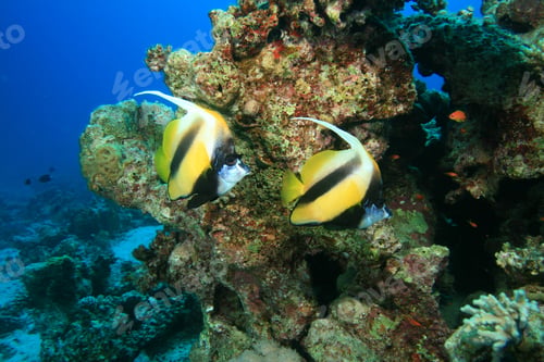 Preview: Red Sea Bannerfish (Heniochus Intermedius)
