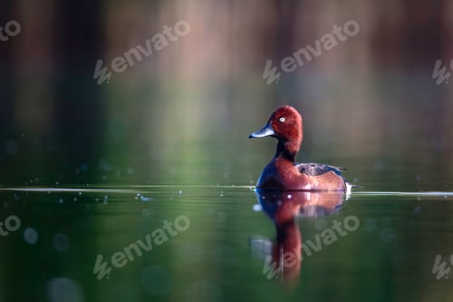 Preview: Swimming Duck. Natural Lake Habitat Background. Bird: Ferruginous Duck. Aythya Nyroca.
