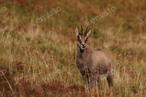 Preview: Chamois (Rupicapra Rupicapra) Vosges Mountains, France