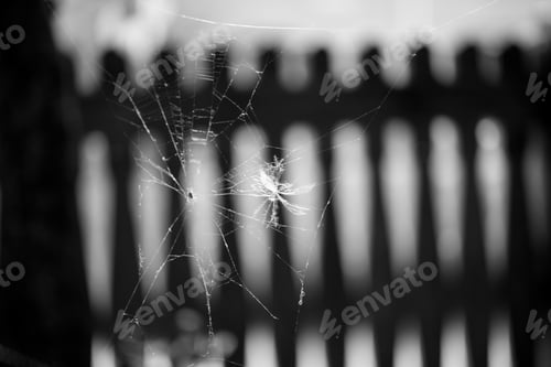 Preview: Abstract Composition With Spider Web Details