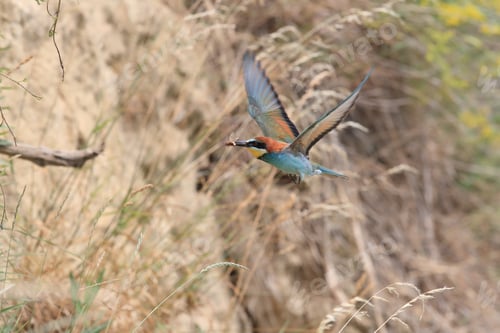 Preview: European Bee-Eater Baden Württemberg