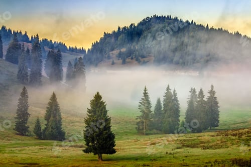 Preview: Cold Morning Fog With Hot Sunrise In Conifer Forest In Mountains Of Romania