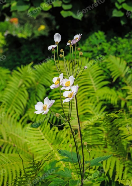 Preview: Anemone Japonica (Anemone Hupehensis Var. Japonica, Chinese Anemone, Japanese Anemone, Thimbleweed
