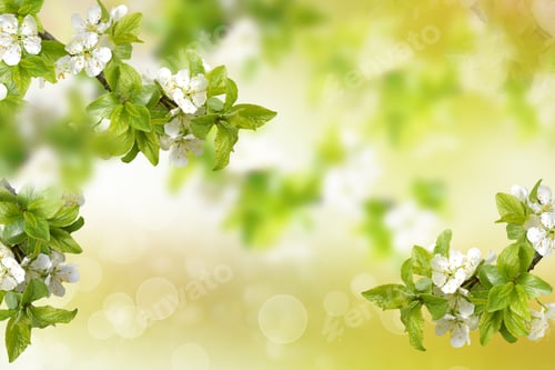 Preview: Natural Background. Blossoming Branch Apple. Bright Colorful Spring Flowers