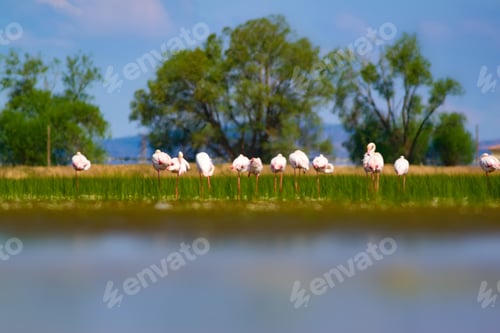 Preview: Landscape Nature. Flamingos.