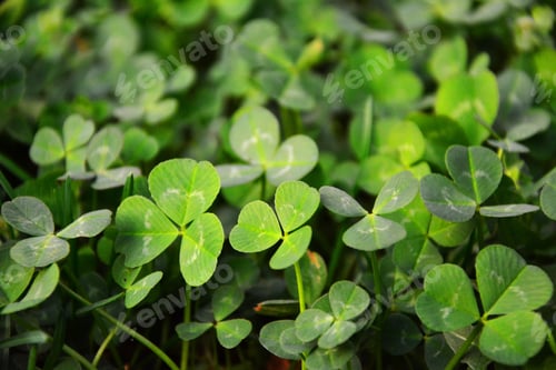 Preview: Clover St. Patrick'S Day