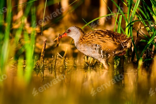 Preview: Nature Habitat And Bird. Water Rail. Natural Background.