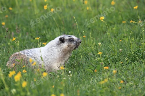 Preview: Hoary Marmot Marmota Caligata Logan Pass Glacier Nationalpark Montana Usa