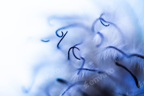 Preview: Abstract Composition With Dried Clematis Seeds And Light