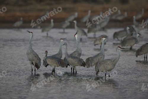 Preview: Sandhill Crane Bosque Del Apache Wildlife Reserve New Mexico Usa