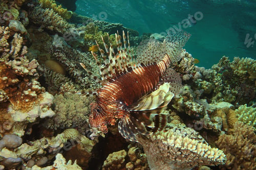 Preview: Lionfish (Pterois Miles ) On Coral Reef