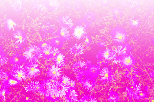 Preview: Colorful Chrysanthemum Flowers On A Background Of The Autumn Landscape. Nature