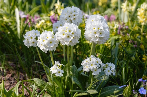 Preview: Примула Denticulata Alba In Spring Garden. White Primrose Flowers In Natural Background.