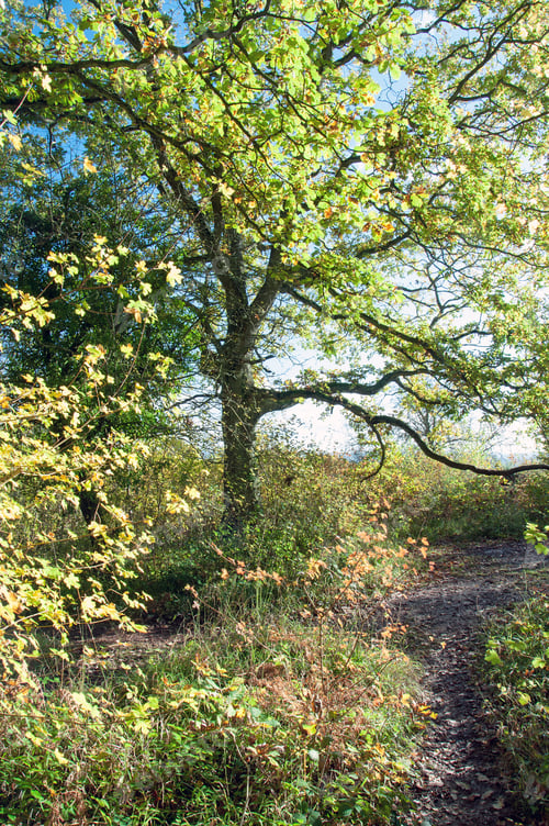 Preview: Springtime Trees In The Woods