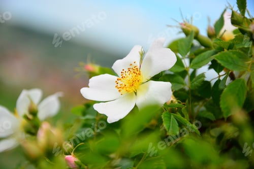 Preview: Spring Wild Flower Meadows