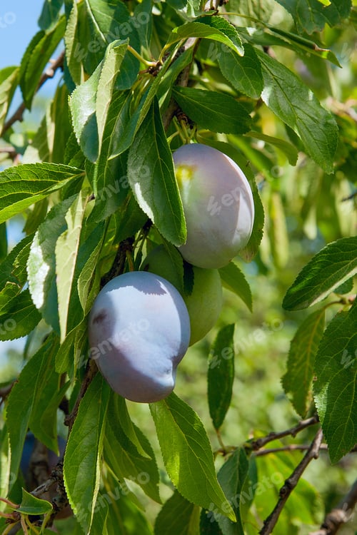 Preview: Close Up Of The Plums Ripe On Branch. Ripe Plums On A Tree Branch In The Orchard. View Of Fresh
