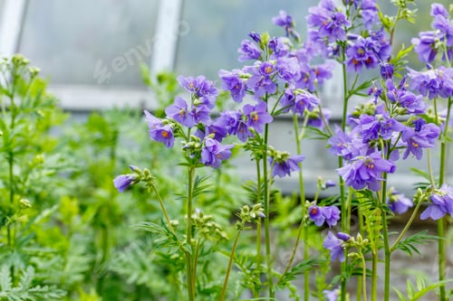 Preview: Blue Flower Jacob'S Ladder (Polemonium Caeruleum) - Medicinal Plant In Summer Garden
