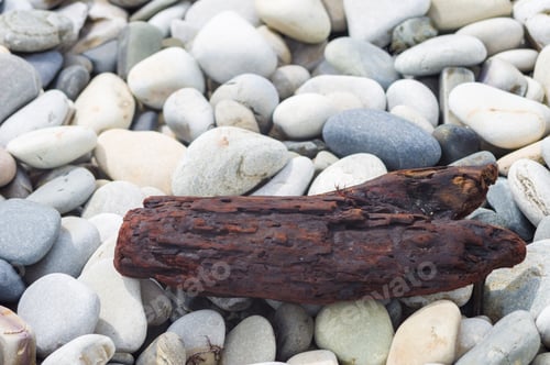 Preview: Driftwood, Washed Up By The Sea On A Pebble Beach