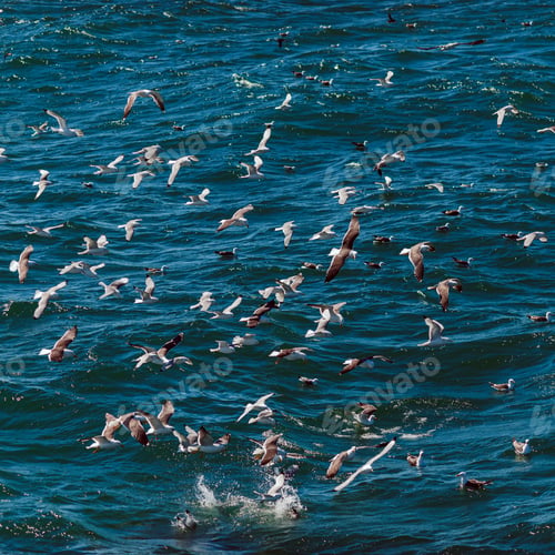 Preview: Aerial View Over The Seagulls Flying Over The Ocean In Iceland