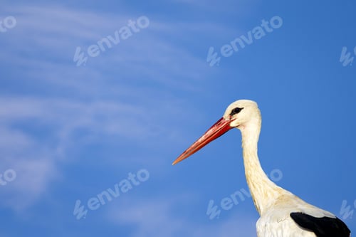 Preview: Cute Bird Stork. Isolated On Nature Background White Stork Ciconia Ciconia