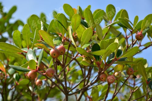 Preview: Bearberry (Arctostaphylos Uva-Ursi)